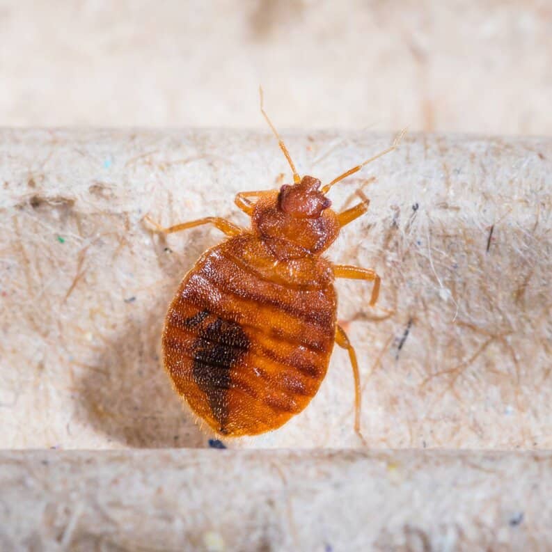 Bedbug on bed