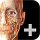 visible-body-human-anatomy-atlas-2022_80-rounded