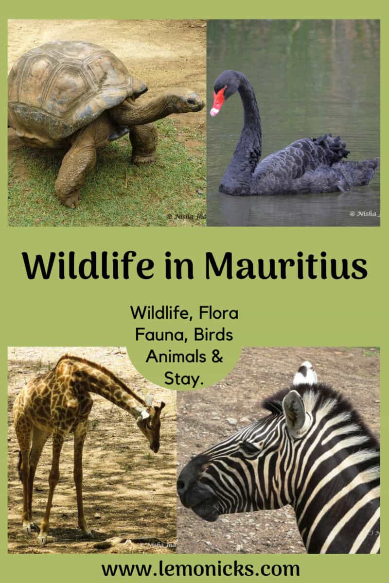 Wildlife in Mauritius @www.lemonicks.com