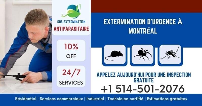 Prévention des termites, fourmis, rats et punaises de lit à Montréal par SOS Extermination. Service d'urgence, inspection gratuite, 24/7, jusqu'à 10% de réduction. Toujours certifié et fiable.