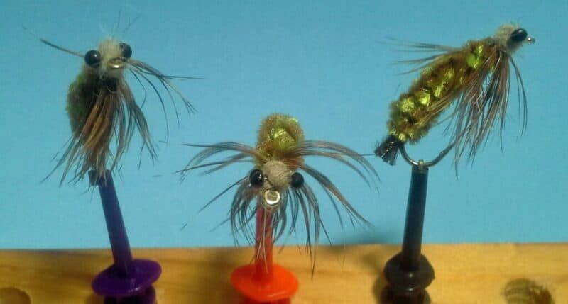 Fed’s Guinea Dragonfly Nymph