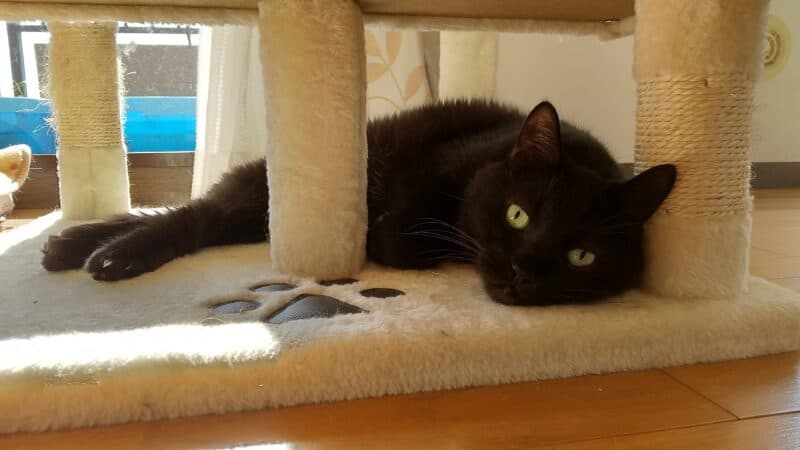 黒猫トーマ