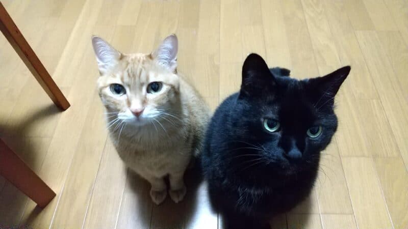 見上げるトーマとルーク