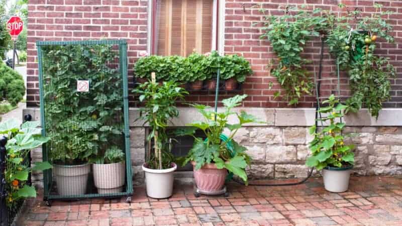 Choosing the Right Plants to Grow in Your Fruit Cage