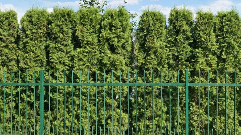 Top tips for renovating your garden when you have kids