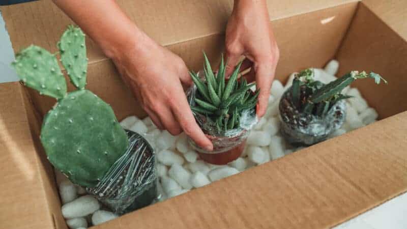 Helpful Tips For Buying Plants Online – And Keeping Them Alive!