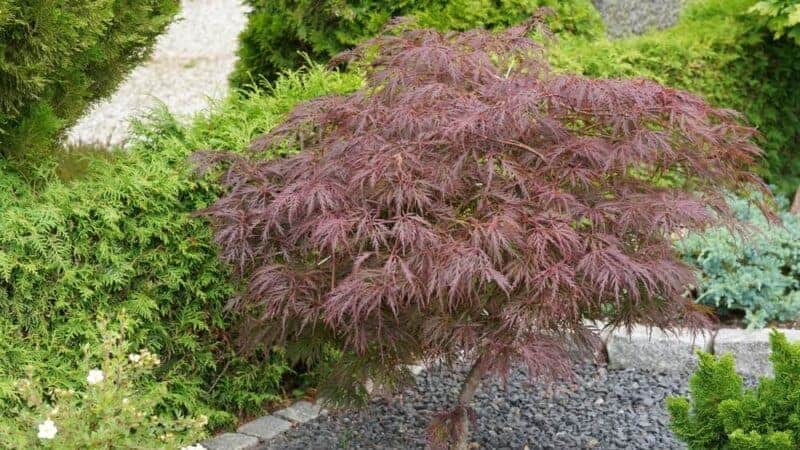 How to Plant an Acer Tree In the Ground