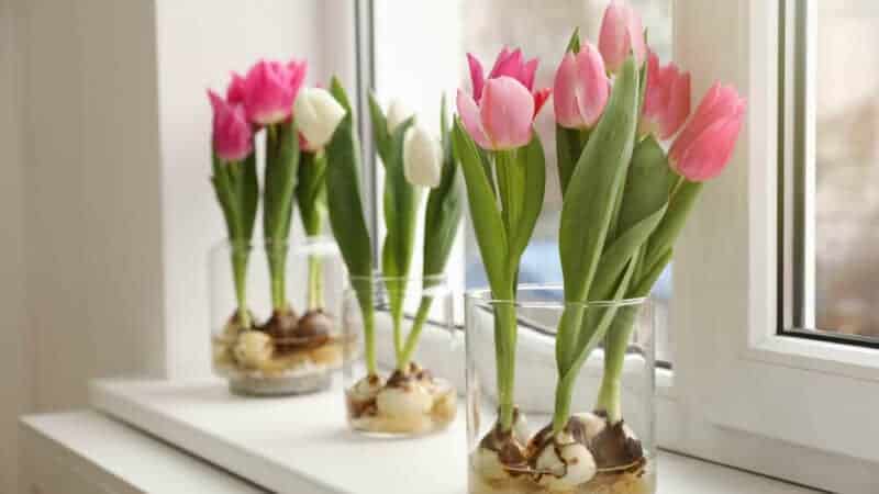 How To Grow Tulips In Water or Soil Indoors