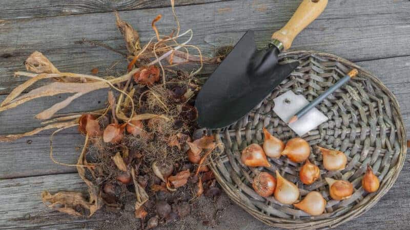 How to Store Tulip Bulbs After They Bloom: A Step-by-Step Guide