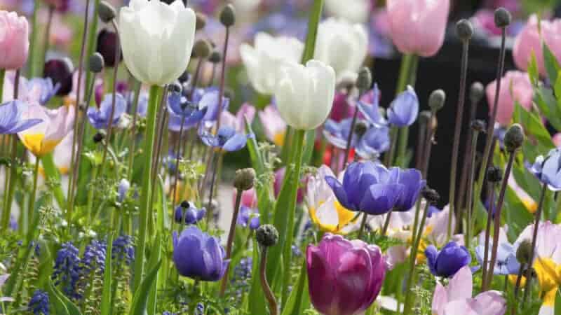 Companion Plants for Tulips: Perfect Partners for Your Spring Garden