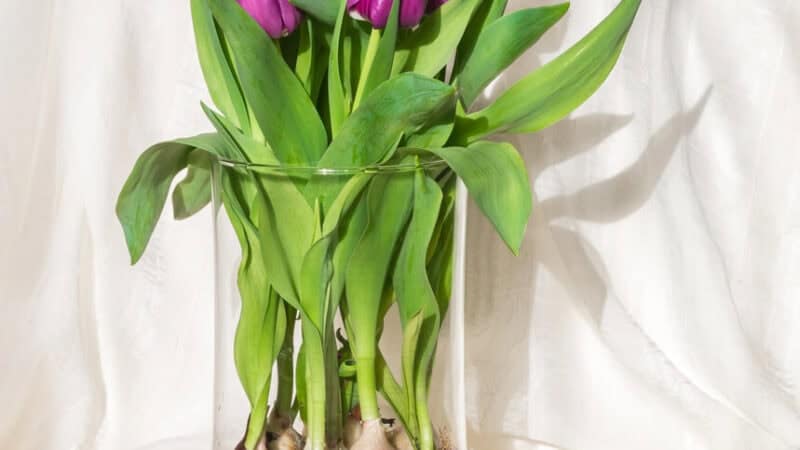 All You Need To Know About Growing Hydroponic Tulips
