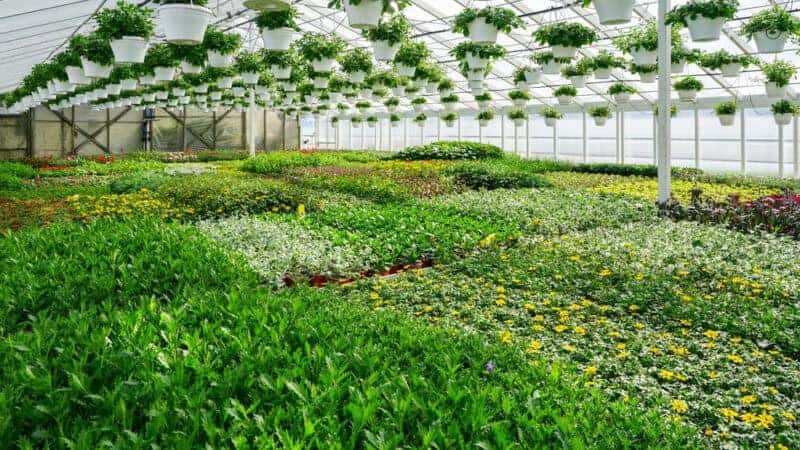 7 Key Factors That Determine Success in Commercial Greenhouse Operations
