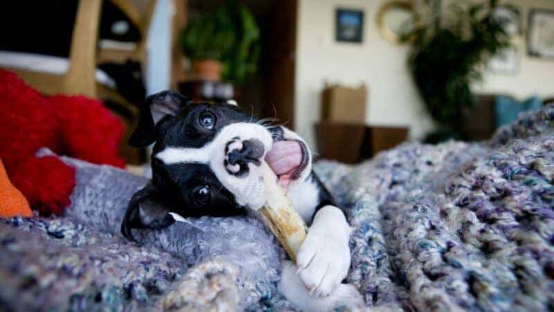 How Safe Chewing Habits Can Improve Your Dog’s Health