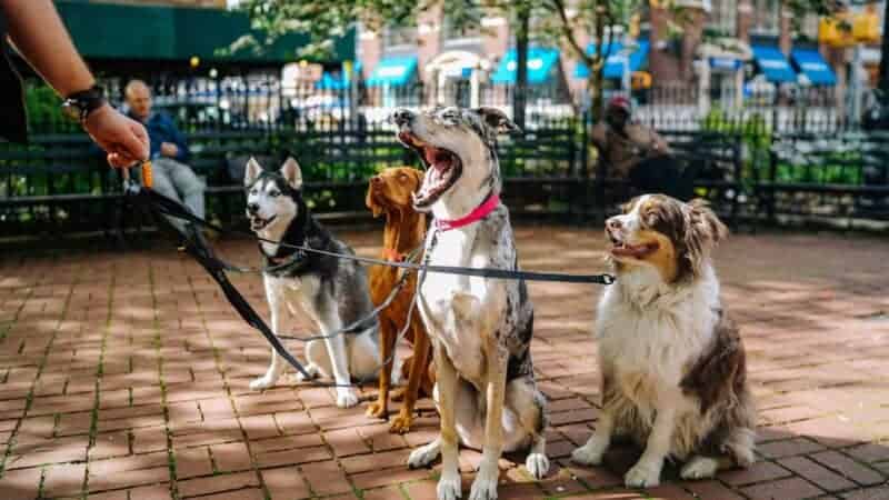 How a Professional Dog Walker Helps Keep Your Dog Healthy and Happy