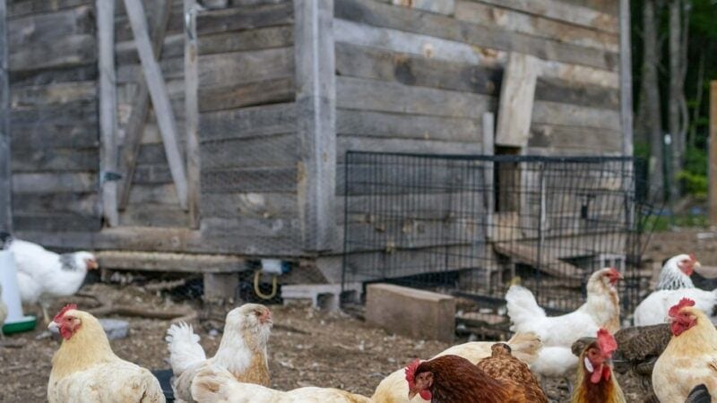 8 Common Mistakes to Avoid When Selecting a Chicken Coop