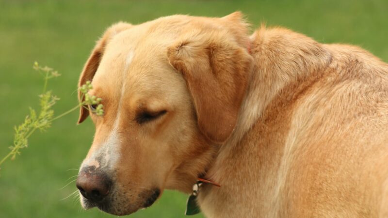 Safe At-Home Treatments for Dogs With Neck Pain: How to Help Your Pet