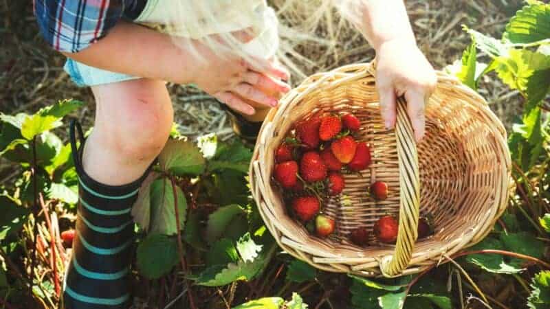 How To Teach Children About Where Food Comes From