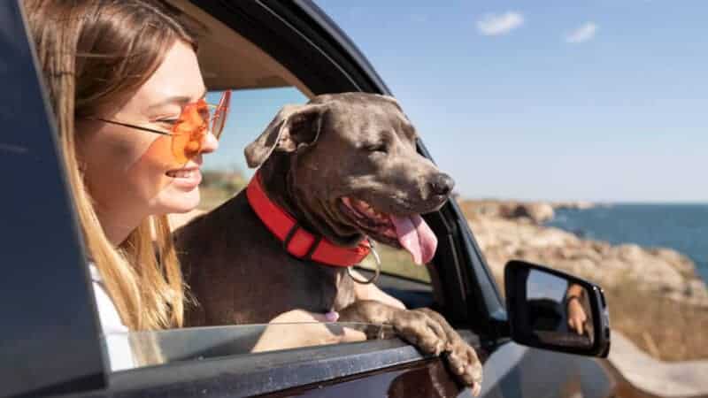 Seasonal Dog Travel: Tips for Winter Road Trips vs. Summer Vacations