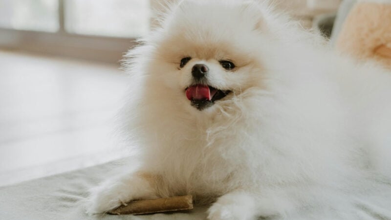 How to Introduce Dog Chews Into Your Dog’s Daily Routine