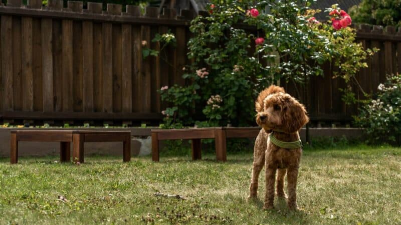 7 Things Dog Owners Should Consider Before Installing Backyard Fencing