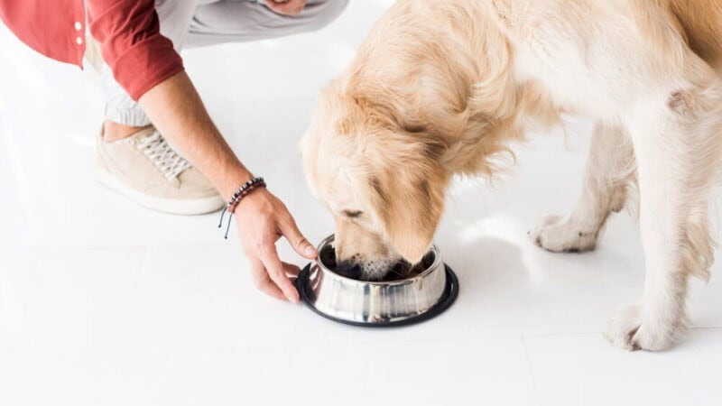 Top Direct-to-Door Fresh Cooked Dog Food Companies in 2026