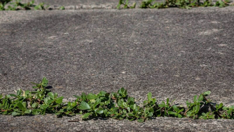 5 Signs Your Sidewalk or Driveway Needs Professional Concrete Repair