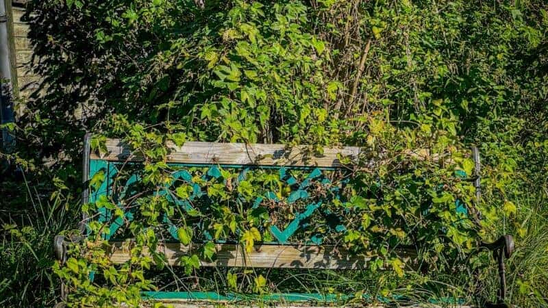 How a Landscaper Can Transform a Neglected Garden in One Season