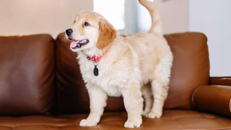 How to Measure Your Dog for a Collar (Simple Size Guide)
