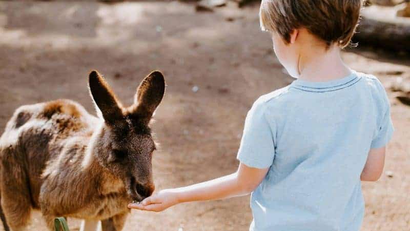 Animal Workshop Providers for UK Primary Schools: Options Compared