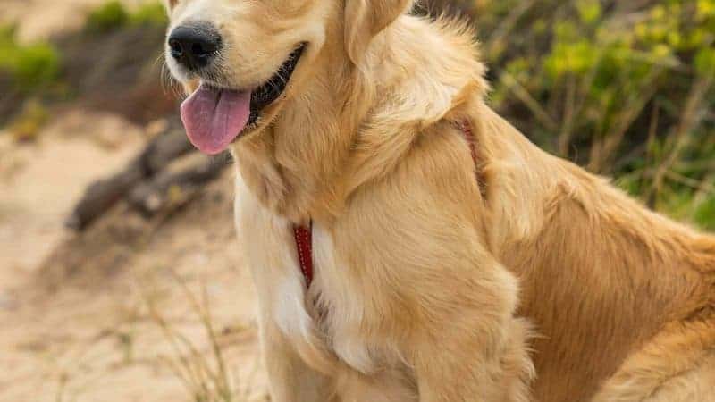 Top 4 Pet Insurance Companies 2026
