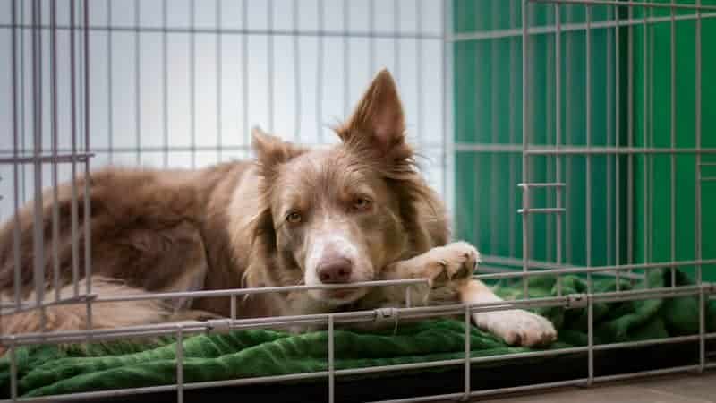 What Are the Vaccination and Vetting Protocols a Good Dog Boarding Facility Should Adhere To?