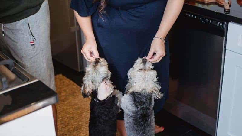 How to Make Feeding Your Family Dog Easier With a Busy Schedule