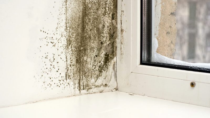 Signs Your Home Has a Moisture Problem and What to Do About It