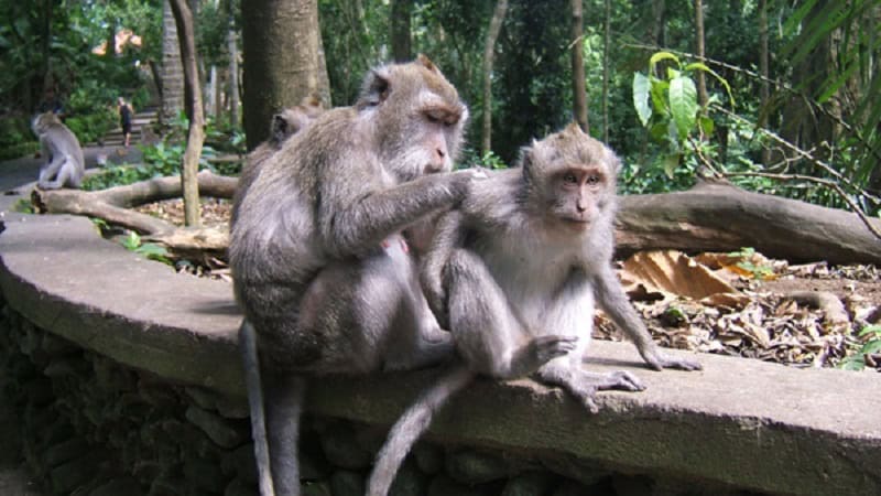 ubud-bali-tour