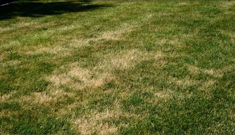 Billbug-Lawn-Damage