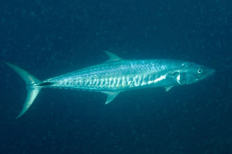 Narrow-barred Spanish Mackerel