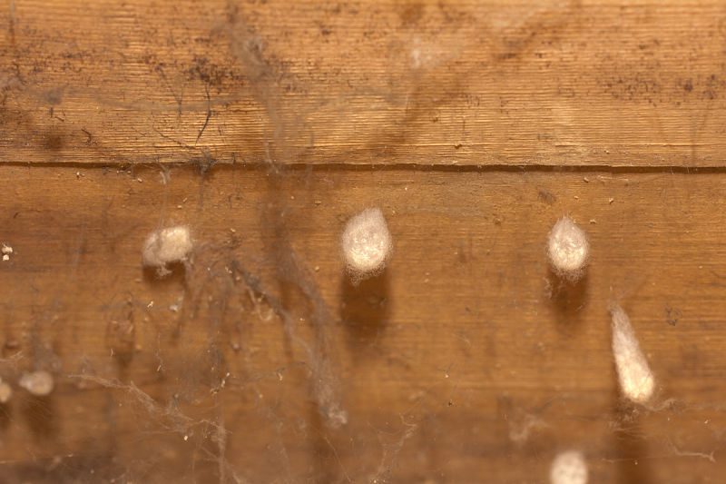 spider eggs winter pest control