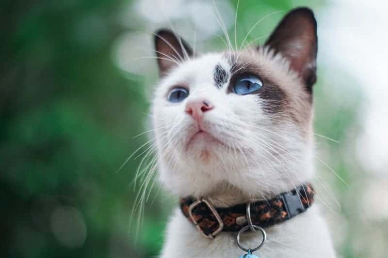 Pet Theft Awareness: Keep Your Cat Safe from Thieves 1