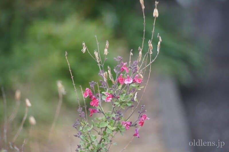 良品 Topcon RE.Auto-Topcor 135mm F3.5 返品保証 Topcon RE auto Topcor 135mm f3.5 Review作例 東京光学トプコン