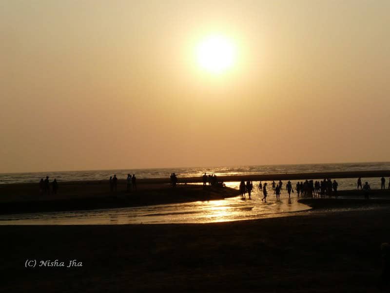 Top Indian Couple Blog by Nisha Jha and Vasudevan R - Olive Ridley Sea Turtles in Velas Maharashtra