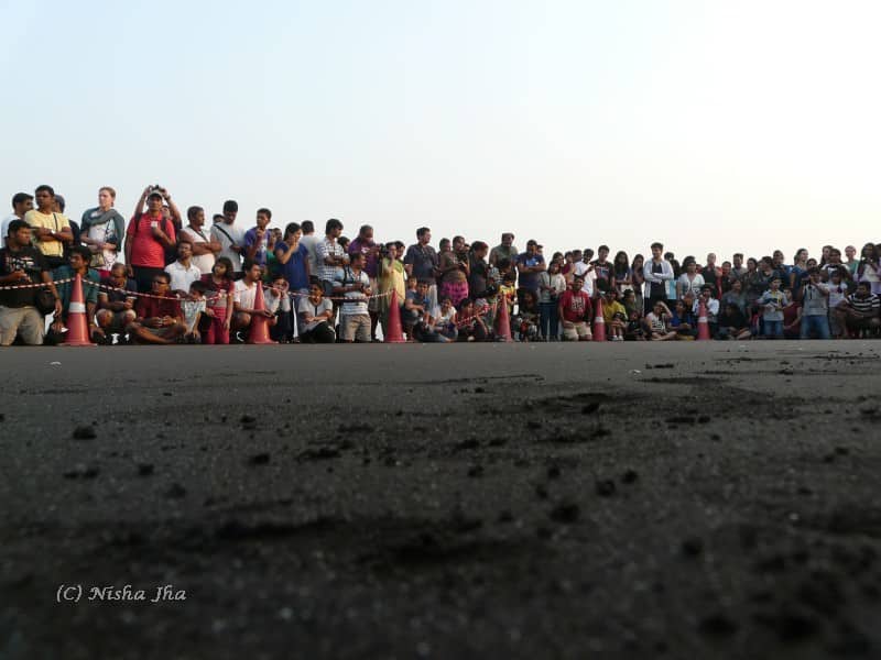 olive ridley turtles velas maharashtra