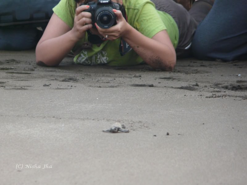 Olive Ridley Sea Turtles in velas Maharashtra