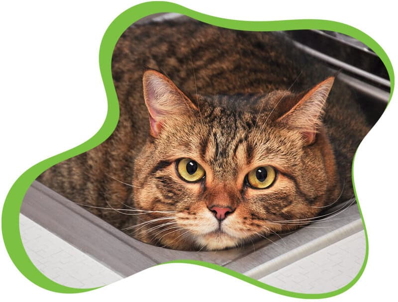adult-cat-care