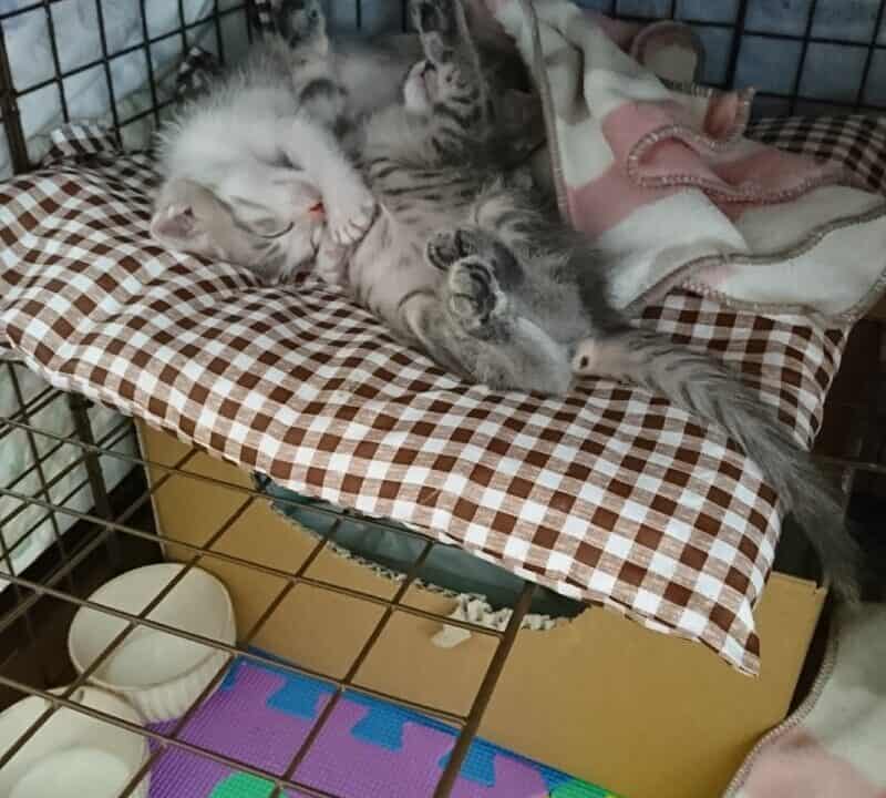 ケージの中のギントとカイト