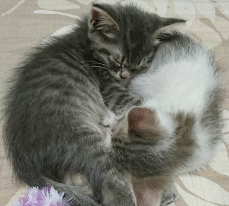 赤ちゃんの頃のギントとカイト