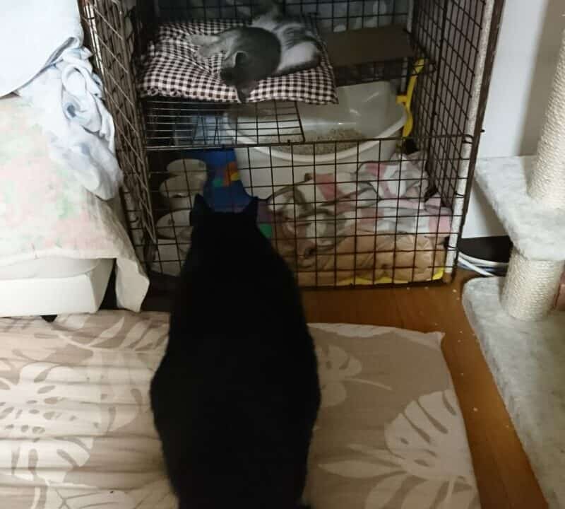 ギントとカイトがいるケージを見つめるトーマ
