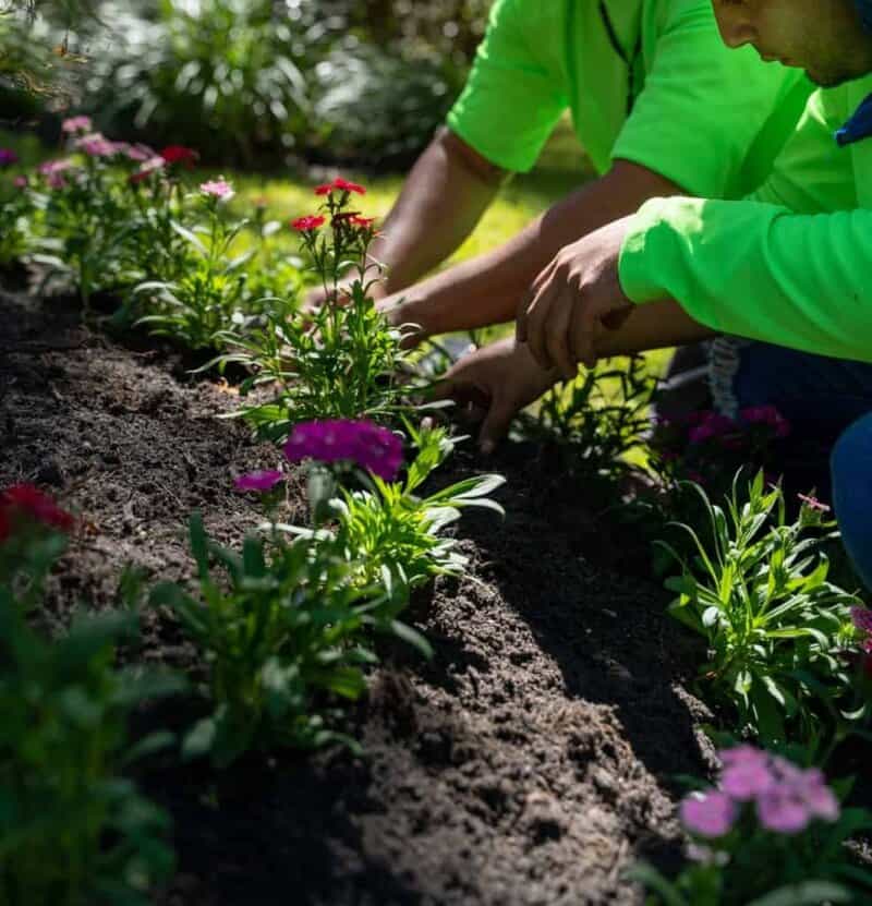 Superlative Service Workers Planting Flowers