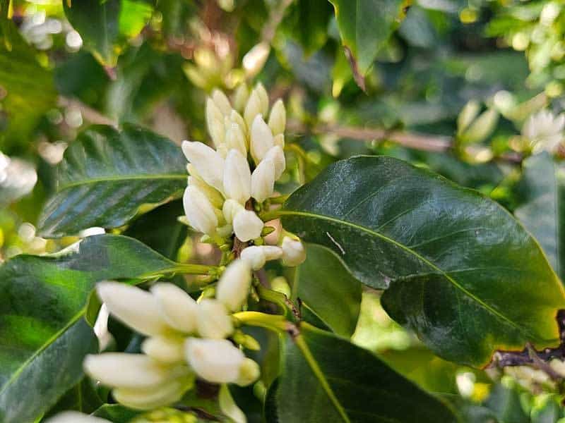 Coffee blossoms on a Kauai, Hawaii plantation
