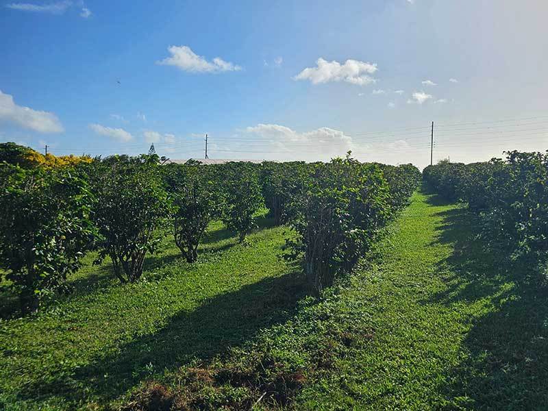 Rows of coffee plants at a plantation on Kauai, Hawaii