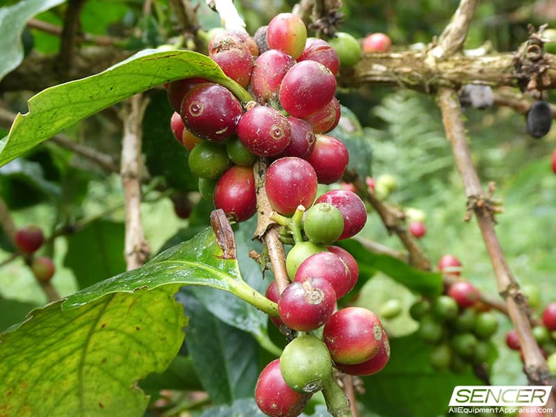 Coffee berries still on the vine at Finca Tantum Galapagos, Ecuador